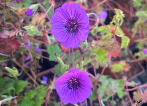 Geranium 'Sylvia's Surprise' (r)