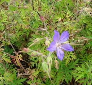 Geranium clarkei 'Kashmir Purple'