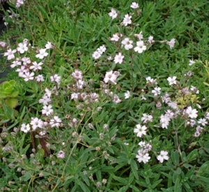 Gypsophila repens 'Rosea'