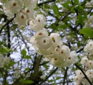 Halesia carolina