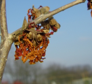 Hamamelis intermedia 'Aphrodite'