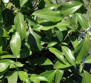 Hedera colchica 'Arborescens'