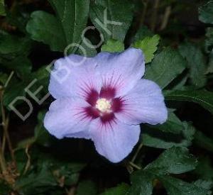 Hibiscus syriacus 'Marina'