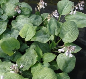 Hosta 'Blue Mammoth'