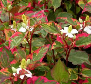 Houttuynia cordata 'Chameleon'