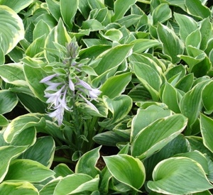 Hosta fortunei 'Aureomarginata'