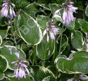 Hosta fortunei 'Francee'