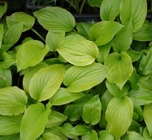 Hosta plantaginea 'Aphrodite'