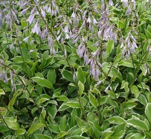 Hosta undulata 'Albomarginata'