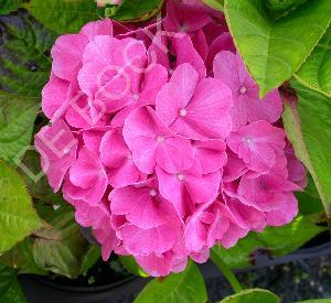 Hydrangea macrophylla 'King George V'