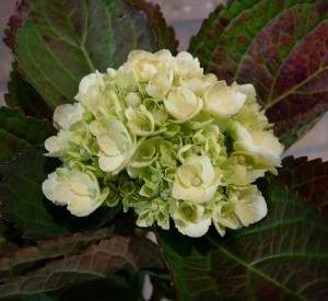 Hydrangea macrophylla 'Mme E. Mouillère'