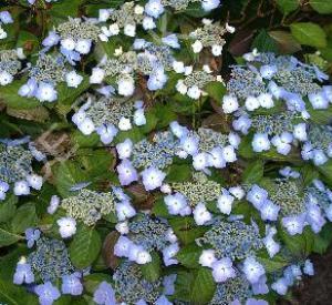 Hydrangea macrophylla 'Mariesii Perfecta'=BLUE WAVE