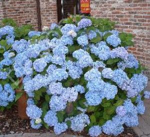 Hydrangea macrophylla 'Nikko Blue'