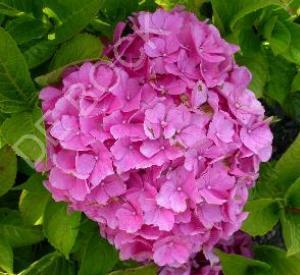 Hydrangea macrophylla 'Pia'