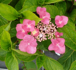 Hydrangea macrophylla 'Rotkehlchen'