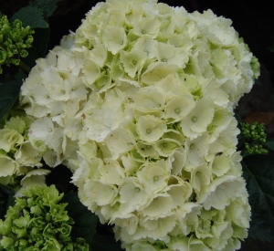 Hydrangea macrophylla 'Schneeball'