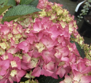 Hydrangea macrophylla 'Selma'