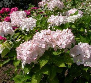 Hydrangea macrophylla 'Soeur Thérèse'