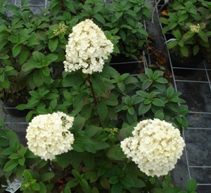 Hydrangea paniculata 'Bobo' (r)