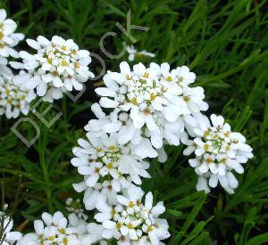 Iberis sempervirens 'Schneeflocke'