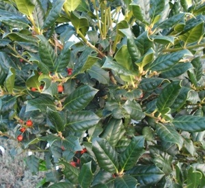 Ilex 'Nellie R. Stevens'