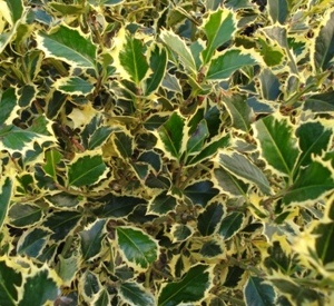 Ilex aquifolium 'Argenteomarginata'