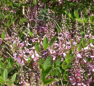 Indigofera amblyantha