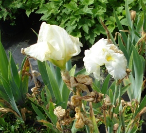 Iris germanica 'White Knight'