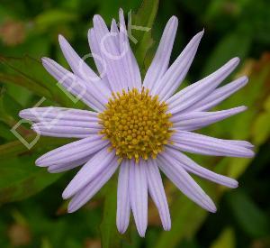 Kalimeris incisa 'Blue Star'