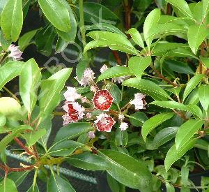 Kalmia latifolia 'Ostbo Red'