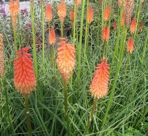 Kniphofia 'Alcazar'