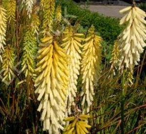 Kniphofia 'Little Maid'