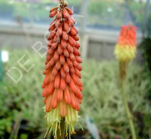 Kniphofia 'Royal Standard'