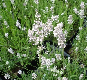 Lavandula angustifolia 'Loddon Pink'