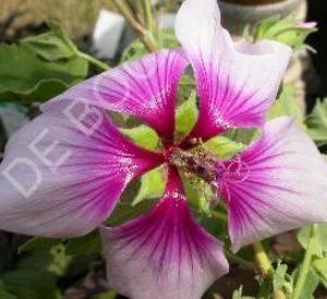 Lavatera maritima