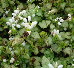 Lamium maculatum 'White Nancy'