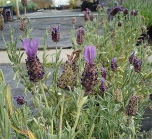 Lavandula stoechas 'Anouk'