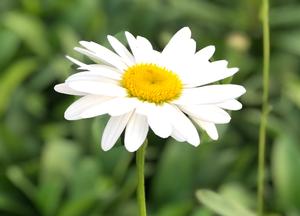 Leucanthemum 'Becky'