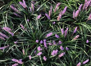 Liriope muscari 'Moneymaker'