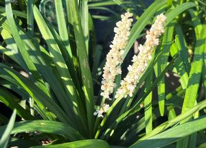 Liriope muscari 'Monroe White'