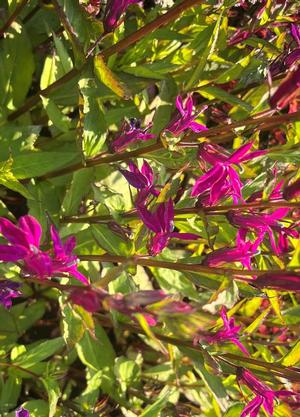 Lobelia 'Tania'