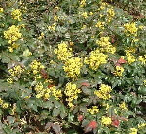 Mahonia aquifolium 'Apollo'