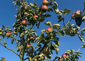 Malus domestica 'Brabant Bellefleur'