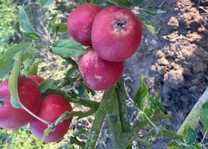 Malus domestica 'Cherry Cox'