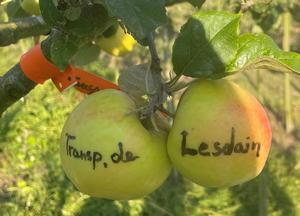 Malus domestica 'Transparente de Lesdain'