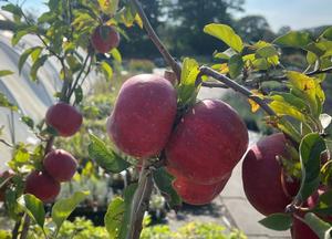 Malus domestica 'Red Topaz'