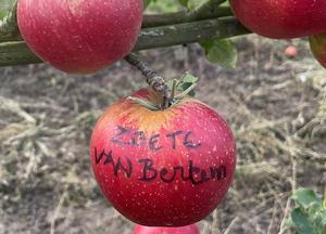 Malus domestica 'Zoete van Bertem'