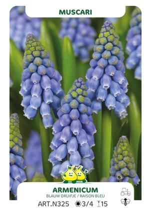 Muscari armenicum