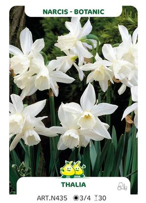 Narcissus 'Thalia'