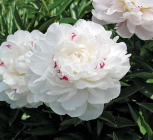 Paeonia lactiflora 'Festiva Maxima'